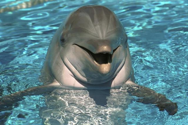 размер полового органа дельфина