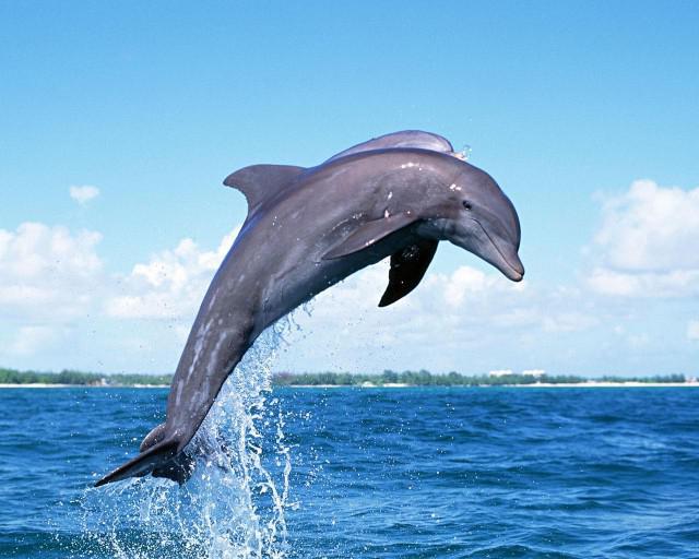 dolphin genital