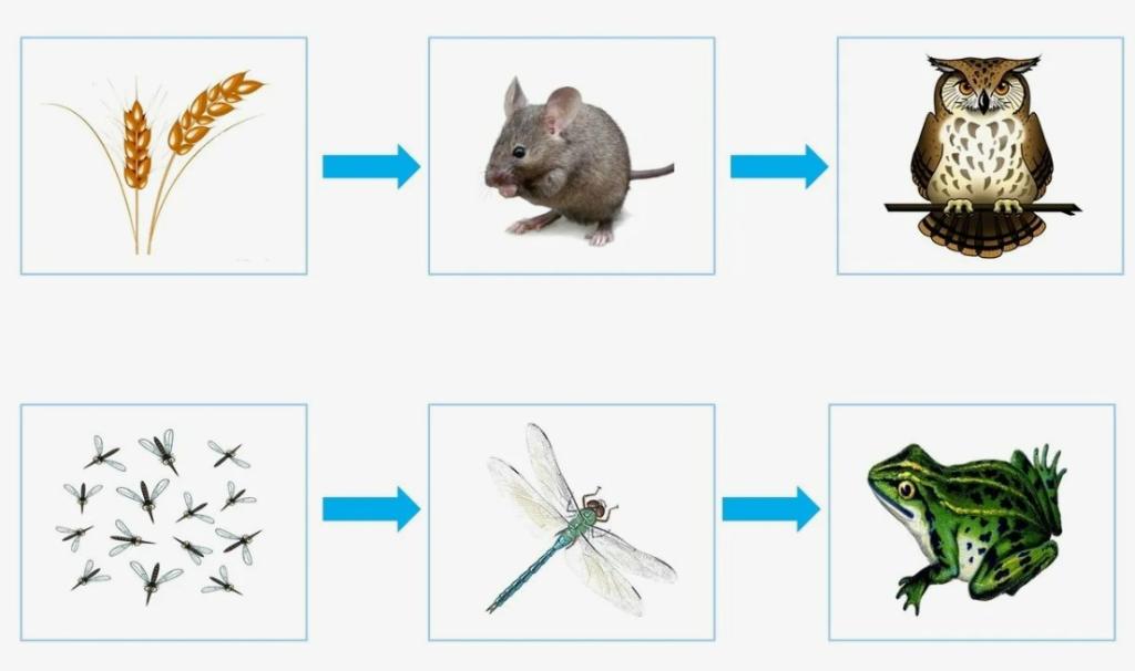 виды цепей питания в природе