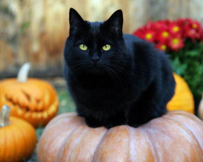Что делать если черная кошка перебежала дорогу приметы
