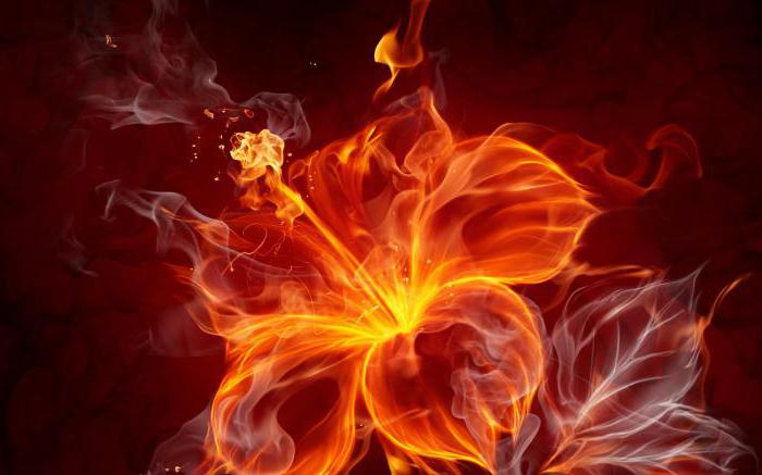 огненный цветок калинаускас