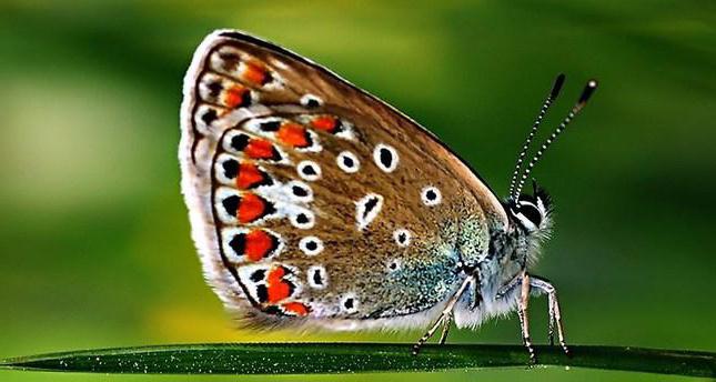 описание бабочки парусника