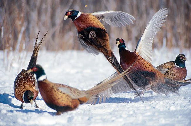 охота на выпускного фазана украина