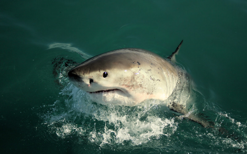 реальная рыбалка белая акула