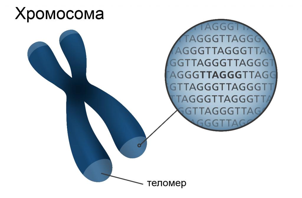 Схематичный рисунок хромосомы