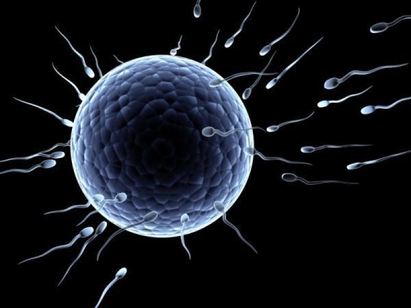 Встреча яйцеклетки со сперматозоидами