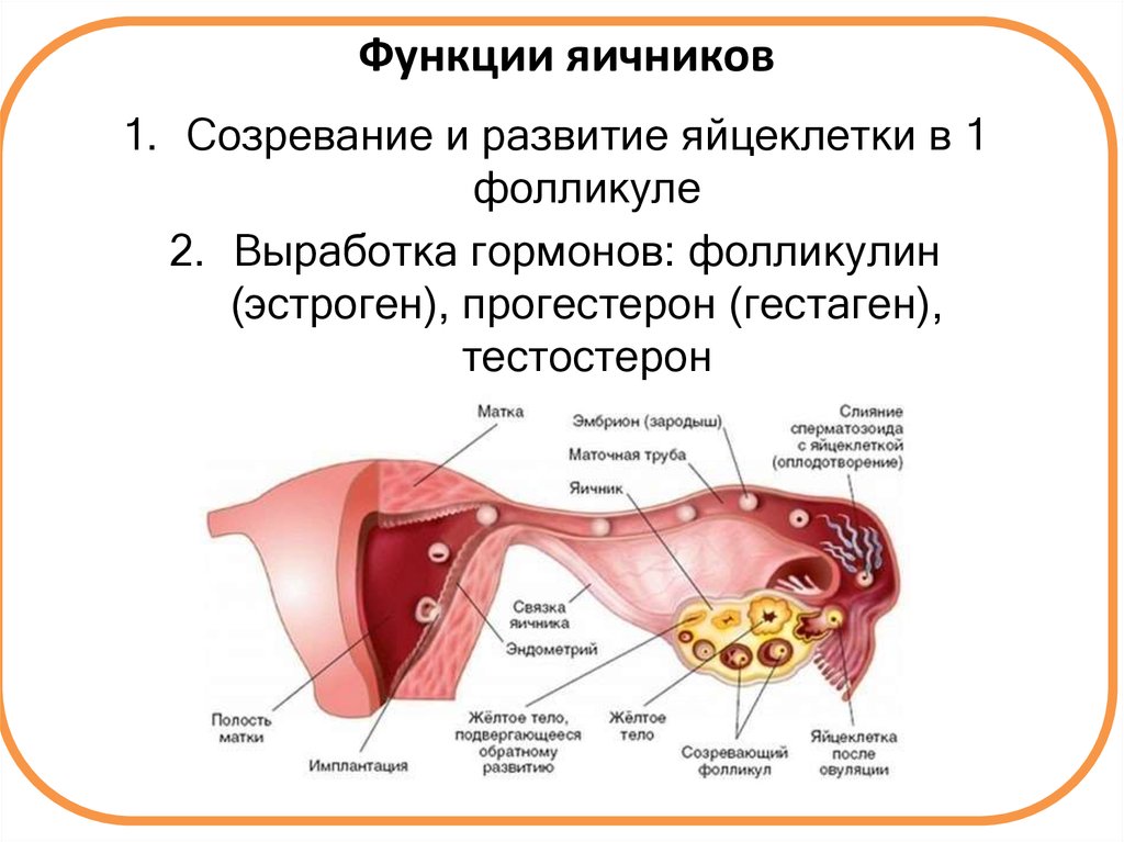 Ovarian function