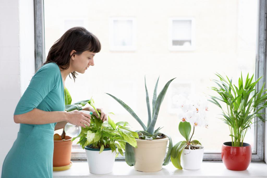Борьба с вредителями на комнатных растениях