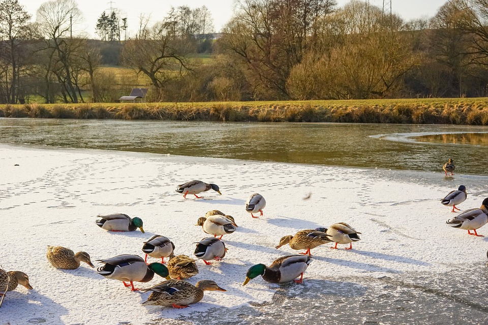 Feeding geese in winter