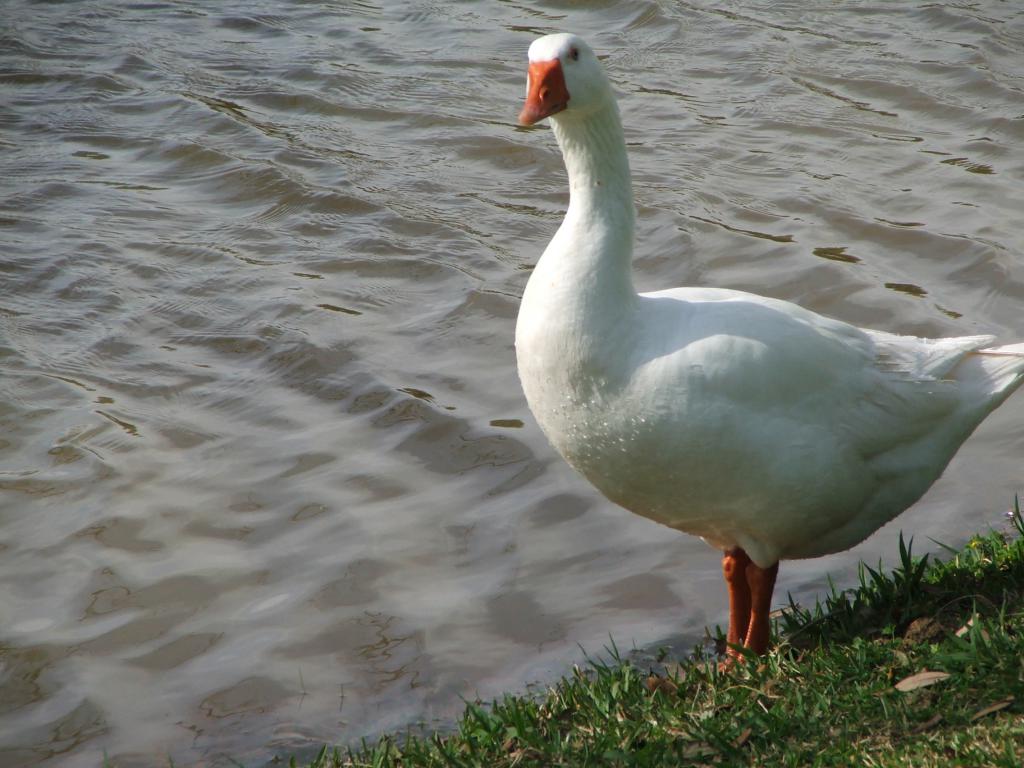 Keeping and feeding geese