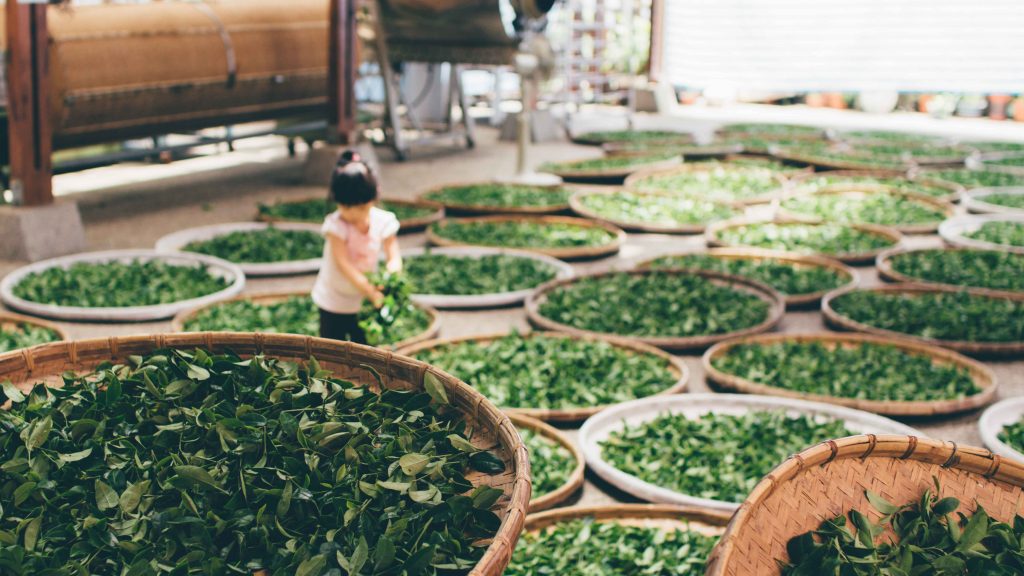Зеленый чай – здоровье, долголетие