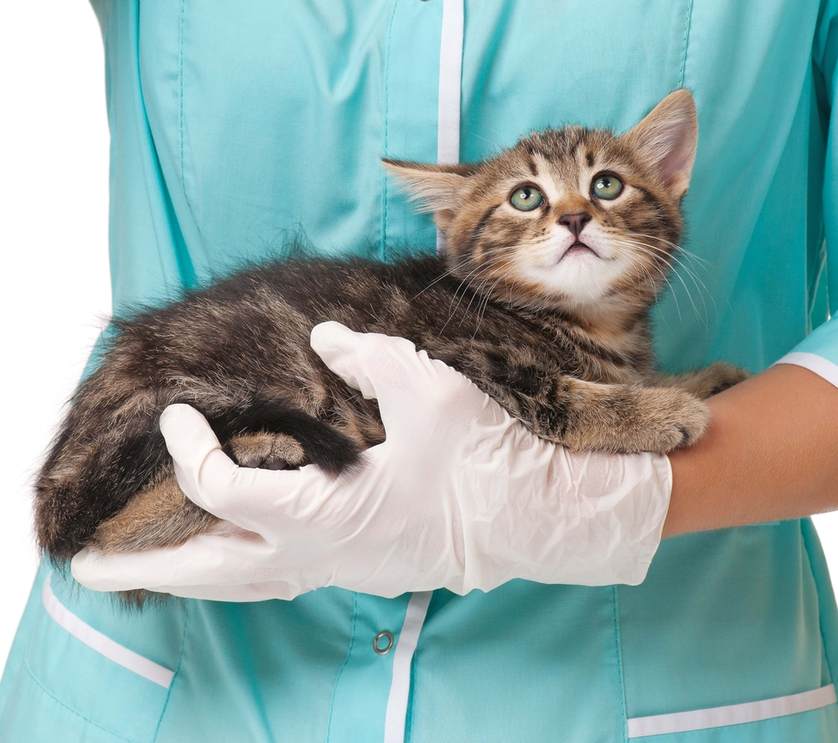 A pet may get sick