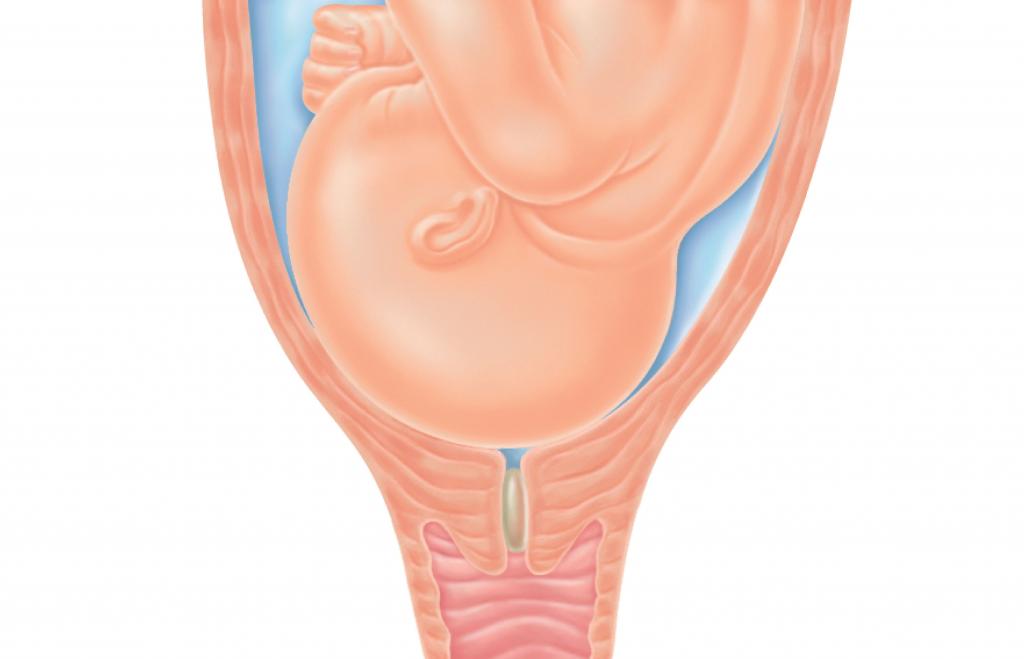 Роль цервикального канала при беременности