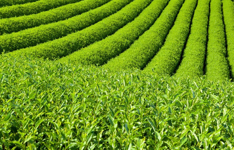 Плантация зеленого чая