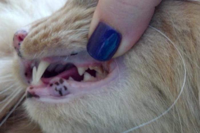 Пародонтоз у кошек лечение народными средствами thumbnail