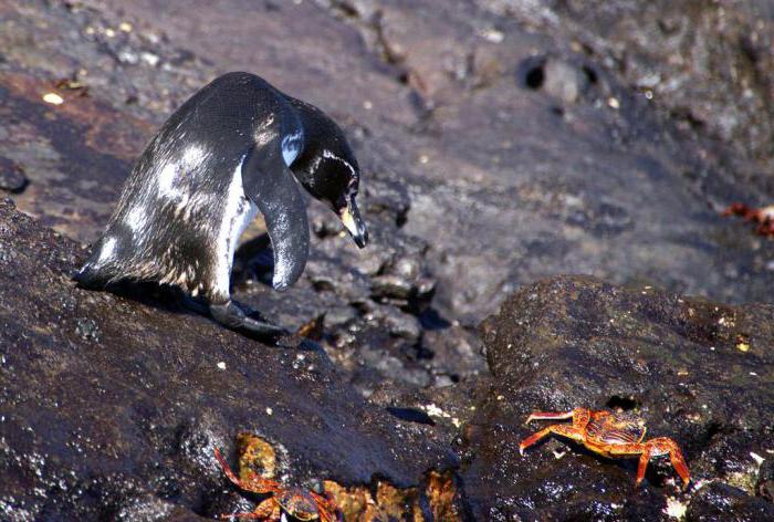 галапагосский пингвин интересные факты