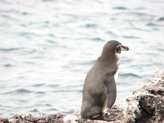 галапагосский пингвин фото