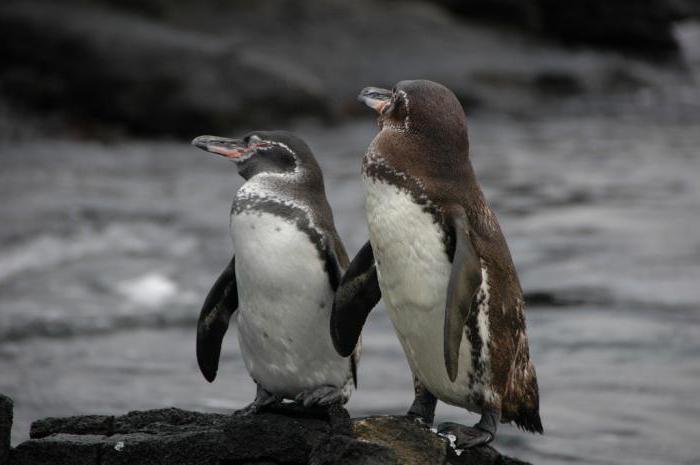  галапагосский пингвин где обитает
