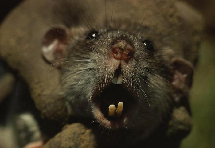 афганская крыса фото