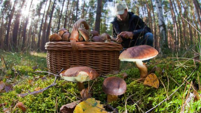 cobweb beautiful rare deadly poisonous mushroom