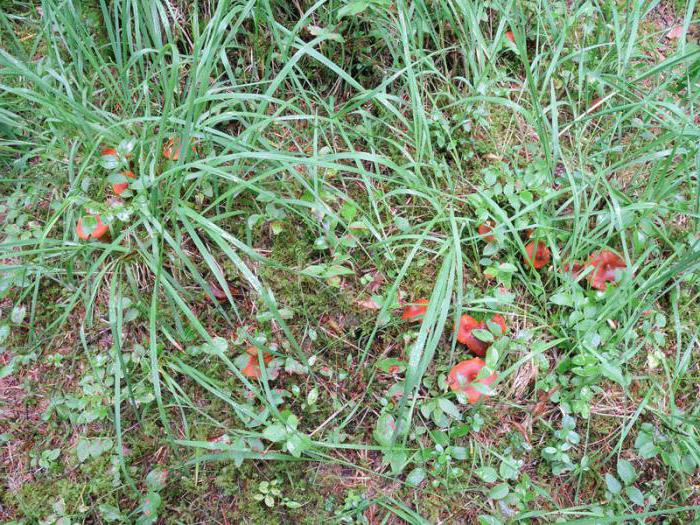 the cobweb is a beautiful deadly poisonous mushroom that occurs