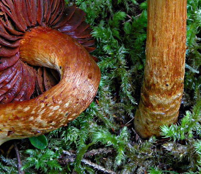 spider web beautiful deadly poisonous mushroom species