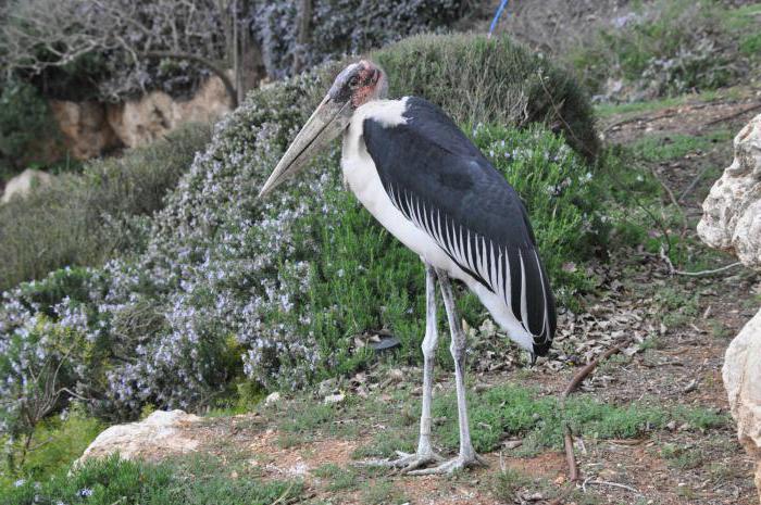 winter storks