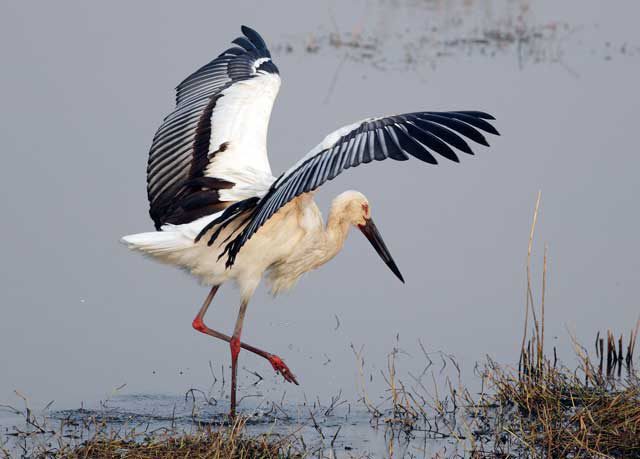 stork chick