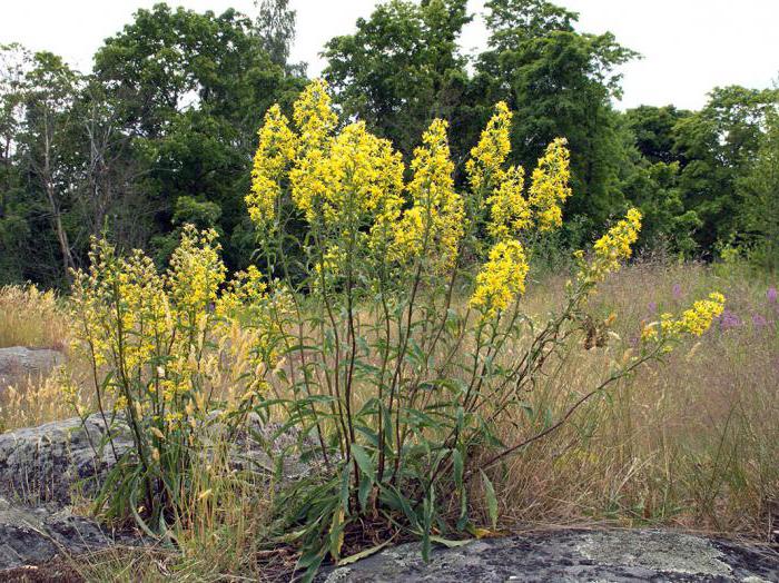 common goldenrod medicinal properties