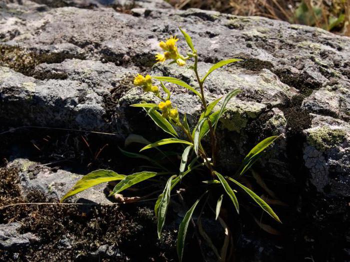 goldenrod ordinary photo and medicinal properties