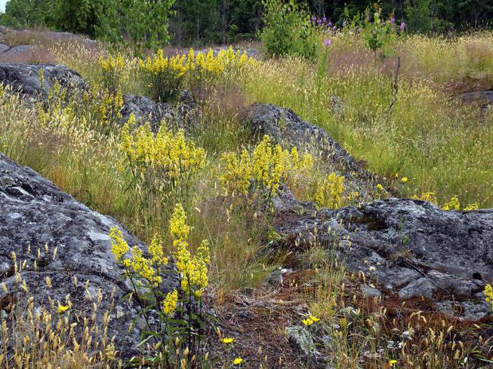 common goldenrod medicinal properties and contraindications