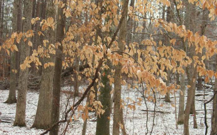 Какая польза зимой деревьям от того что они сбрасывают листву thumbnail