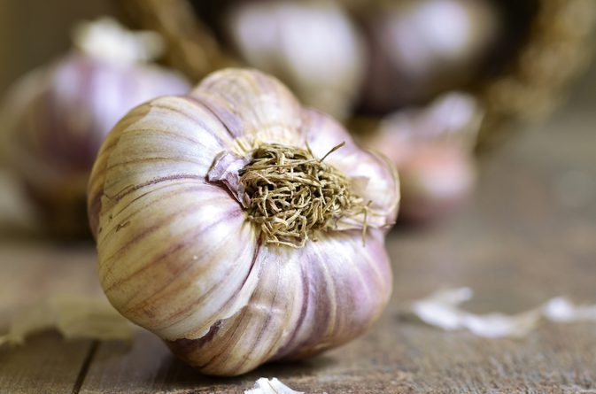 garlic for dysbiosis