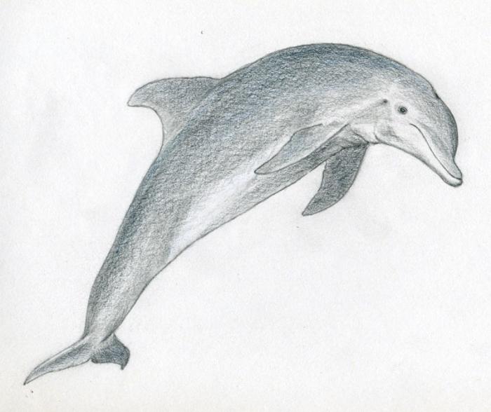 учимся рисовать дельфина