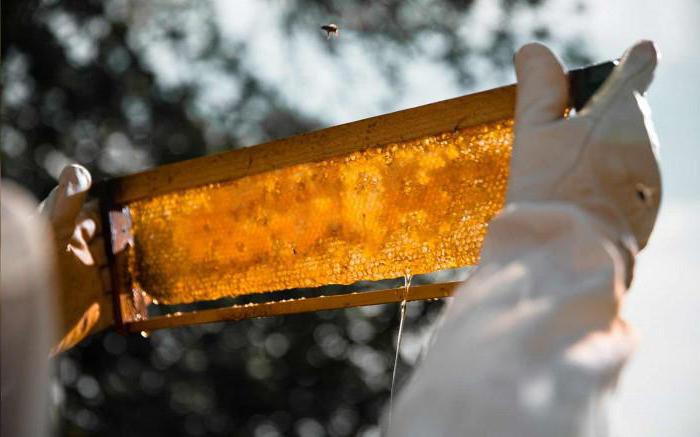 мед диких пчел как отличить от подделки