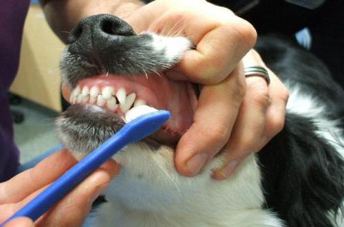набор для чистки зубов для собак