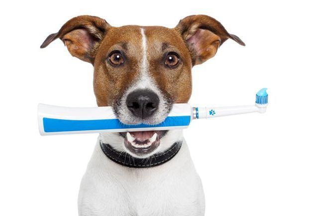 палочки для чистки зубов для собак