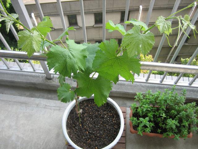 выращивание саженцев винограда