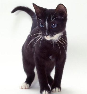 черные кошки с голубыми глазами порода