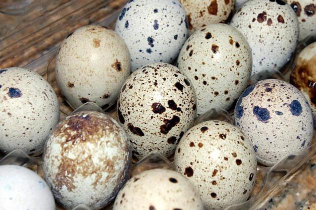  срок хранения сырых перепелиных яиц
