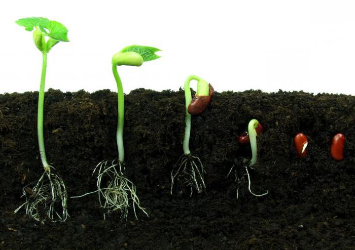 Обозначь на каком фото изображен подземный способ прорастания семян
