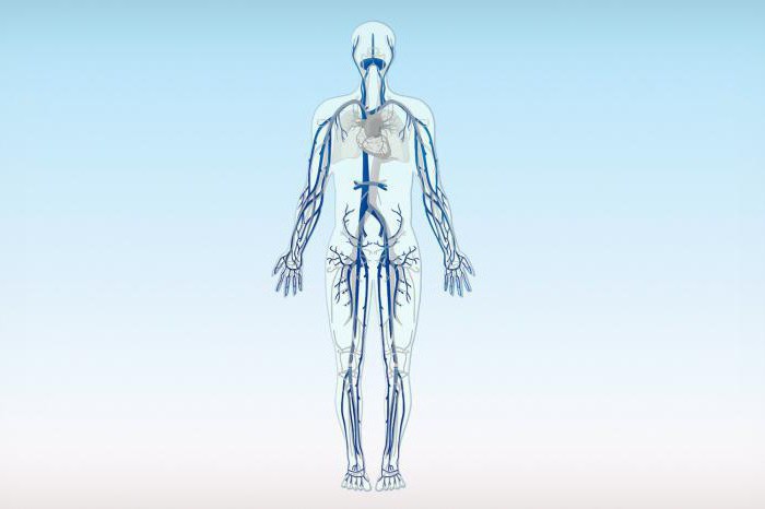 венозная система нижних конечностей