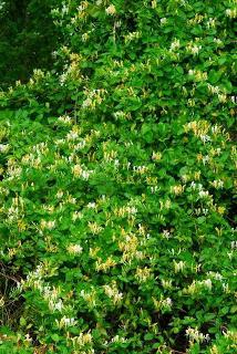 what is useful honeysuckle berry