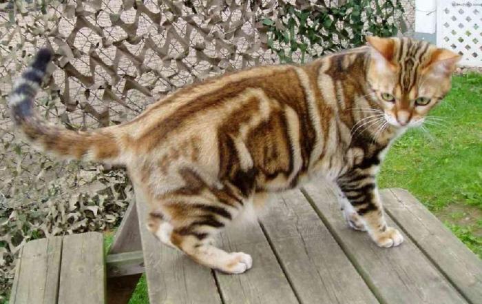 short-haired cats of breed