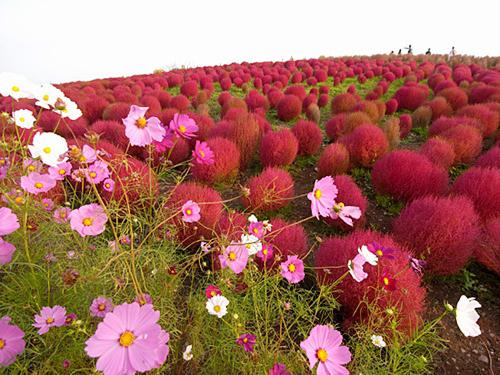 kohiya cultivation