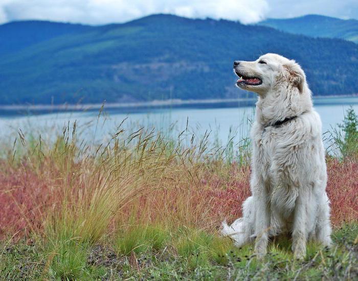 Italian Shepherd Dog - breed