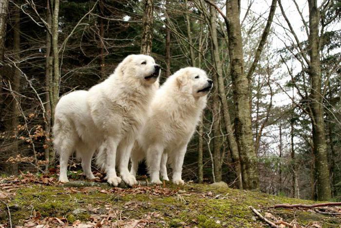 Italian Shepherd Dog