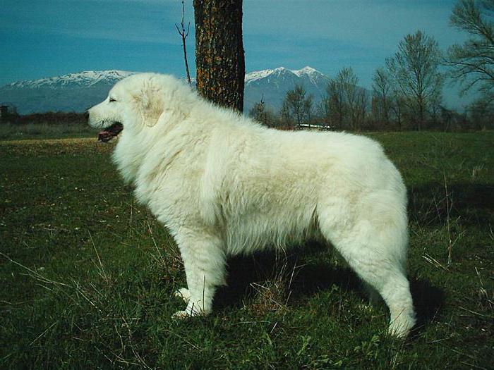 Italian Shepherd Dog