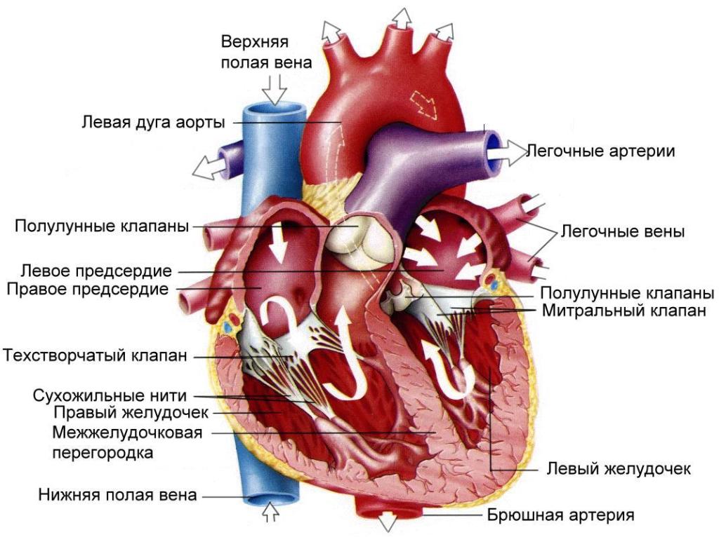 анатомическое строение сердца