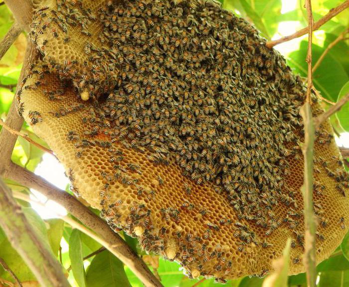 what is honeycomb